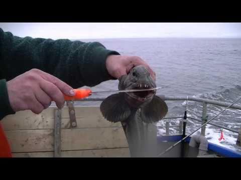 Seewolf , Steinbeisser geangelt im Eismeer  www.eismeerangeln.de