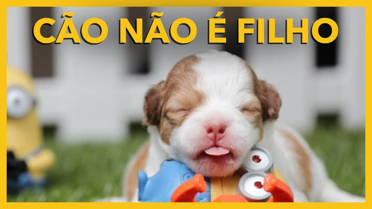 JUSTIÇA Gasta Recurso para DIZER O ÓBVIO. Que CACHORRO não é FILHO.