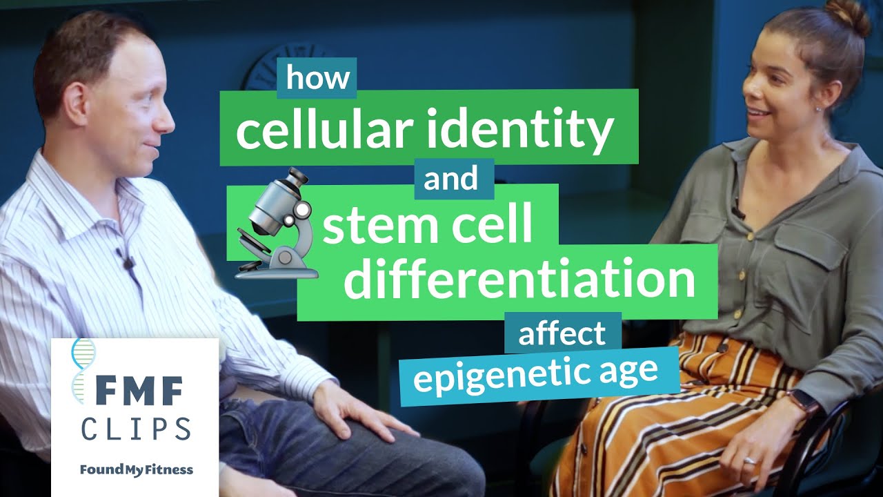 How changes in cellular identity and stem cell differentiation affect epigenetic age