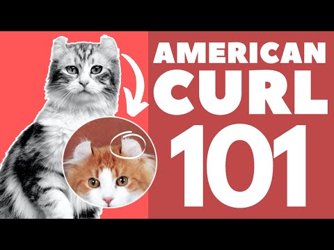 American Curl Cat 101 : Breed & Personality