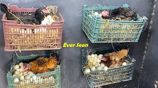 4 Aseel Hens Hatching 100 Eggs In Buckets HUNG WITH WALL - Hens Harvesting  Eggs to chick