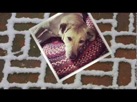 Dwight Yoakam - I've Got a Dog (fan-sourced music video)