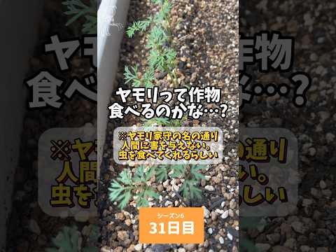 園芸 季節を問わず美味しいニンジン