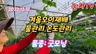 겨울오이 물관리 온도관리 바빠서 편집못한채 올려요. 2022년 12월 18일
