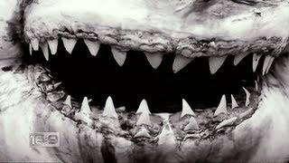 16x9 - Shark Fin Soup controversy