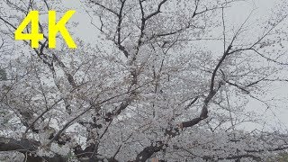 4K Japan Cherry Blossoms Tokyo Ueno  2019 上野 桜