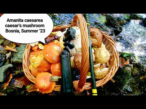 Caesar's mushroom/Blagva/Kneginja/Amanita caesarea#video #new #nature #viral #trending #forest #wild
