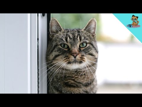 THIS Is What Your Cat Thinks When You Leave The House! (Amazing)