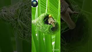 Download lagu Amazing Bird Nest Weaving: A Baya Weaver at Work!#BirdNest#WeaverBird#Nature#BirdsOfInstagram mp3 Download lagu Amazing Bird Nest Weaving: A Baya Weaver at Work!#BirdNest#WeaverBird#Nature#BirdsOfInstagram mp3