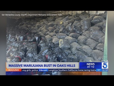 Massive cannabis bust in San Bernardino County