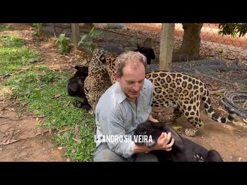 7 onças-pintadas contra 1 pessoa 😳 isso não é justo 😬