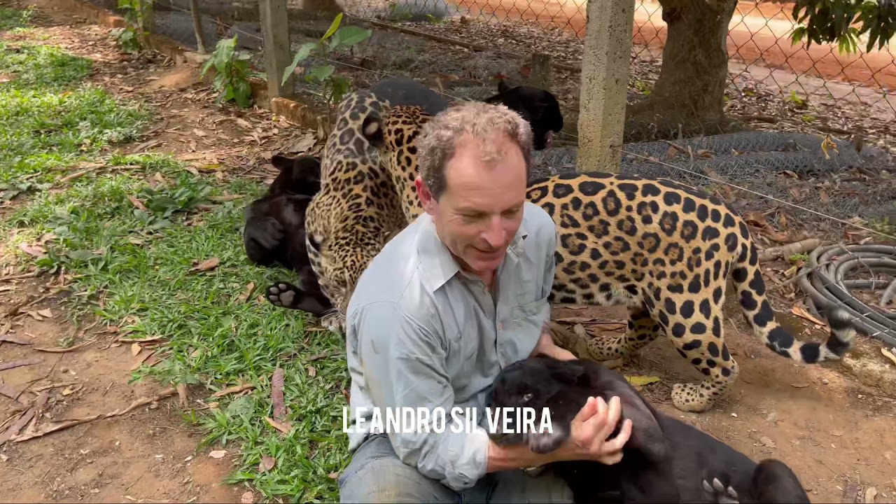 7 onças-pintadas contra 1 pessoa 😳 isso não é justo 😬