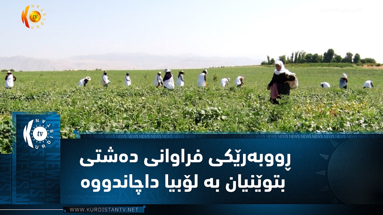 ڤیدیۆ | ڕاپەڕین ..   جوتیاران ڕووبەرێکی فراوانی دەشتی بتوێنیان بە لۆبیا داچاندووە