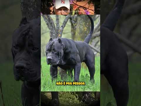 ELE É UMA ARMA? A VERDADE SOBRE O TEMPERAMENTO DESSE CÃO!