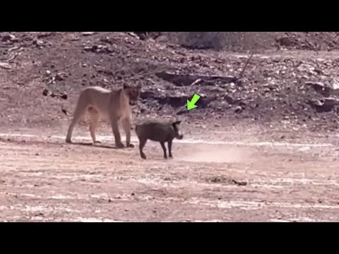 AMAZING BOAR FACES LIONESS AND SEE WHAT HAPPENED