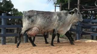 Vídeo 134 - 1ª ETAPA MEGA LIQUIDAÇÃO TOTAL AGROPECUÁRIA MARAJOARA - DIA 4 | GADO GIROLANDO E HOLANDÊS