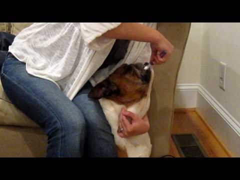 Buster the Beastly Bulldog and Toothbrushing