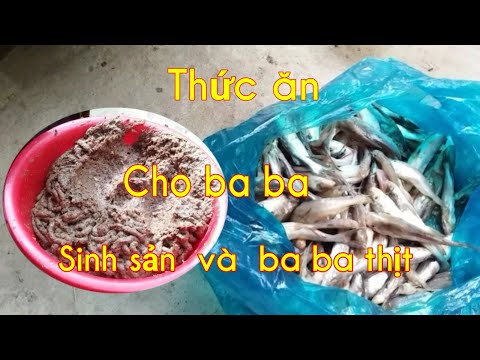 Kỹ thuật nuôi ba ba cách phối trộn thức ăn cho ba thịt e ba ba thương phẩm lớn nhanh