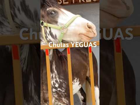 Bonitas yeguas de Francisco I. Madero, Coahuila #comida #caballos #turismo