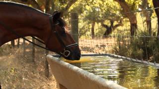 preview picture of video 'Companhia das Lezírias - Passeios Equestres'