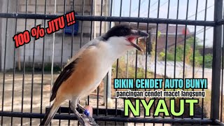 Download lagu burung cendet gacor FULL TEMBAKAN untuk PANCINGAN CENDET AGAR BUNYI bikin BURUNG PENTET GACOR EMOSI mp3