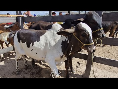 Feira de gado em jucati-Pe 09-12-2025 #nordeste 
