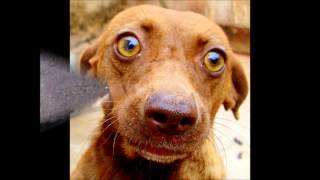 Stand (Dogs That Rescue Us) by Atlantic Riff