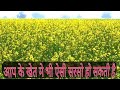 Green And Laden Mustard Fields