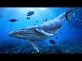 Peaceful Music, Relaxing Music, Instrumental Music "Cry of The Blue Whale" by Tim Janis