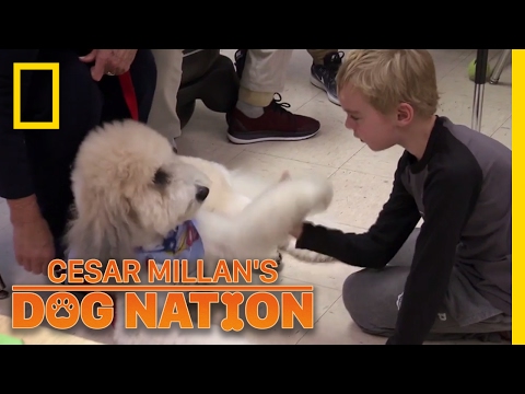 Paws with a Powerful Effect | Cesar Millan's Dog Nation