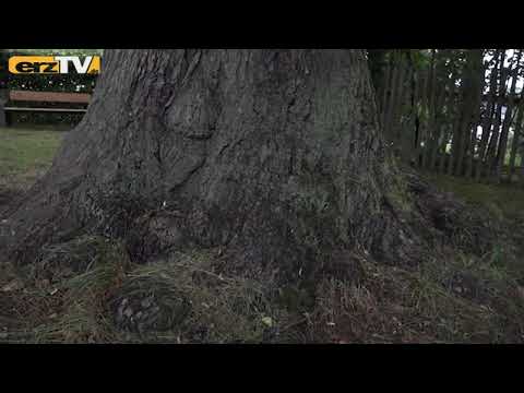 Jahresringe - Die Gottfriedslinde