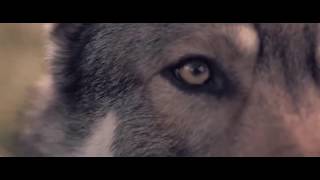 Bring Me The Horizon - The Fox And The Wolf