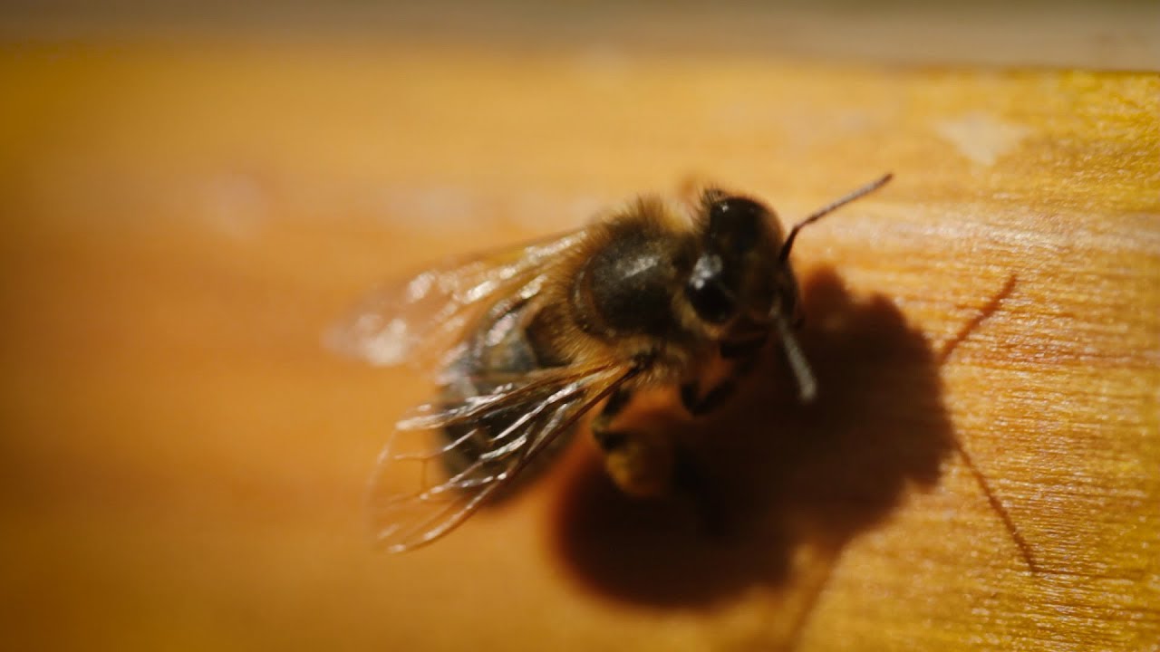 Refugees Rebuild Lives in Europe by Helping to Save the Bees