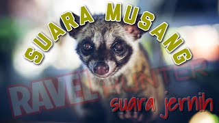 Download lagu Pikat Suara Luwak / Musang mp3 Download lagu Pikat Suara Luwak / Musang mp3