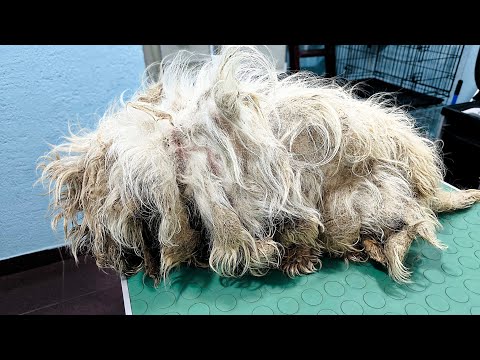 The Worst Matted Legs... This Has To Hurt