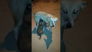 Bitch feeding milk to puppies