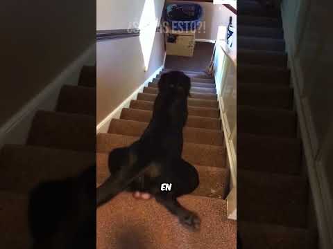 Después De Eso… ¡Nunca Más Baja Las Escaleras De Esa Forma! #curiosidades