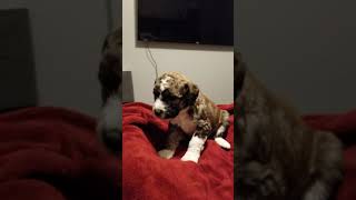 Video preview image #4 Bordoodle Puppy For Sale in CLEARFIELD, UT, USA