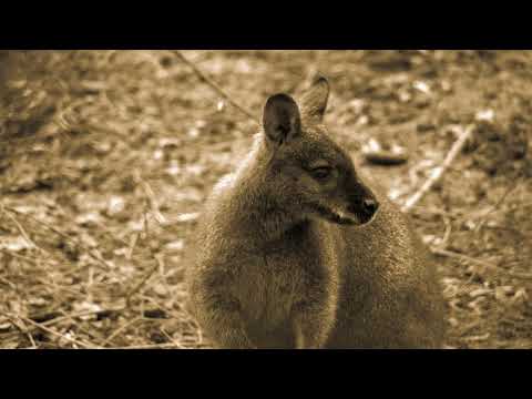 Zoo Neuwied vor der Pleite 😢 #zooneuwied #neuwied