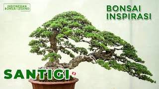 Download lagu INSPIRASI BONSAI PEMPHIS ACIDULA / SANTIGI @PAMNASBONSAIIBF2JEPARA2022 mp3 Download lagu INSPIRASI BONSAI PEMPHIS ACIDULA / SANTIGI @PAMNASBONSAIIBF2JEPARA2022 mp3