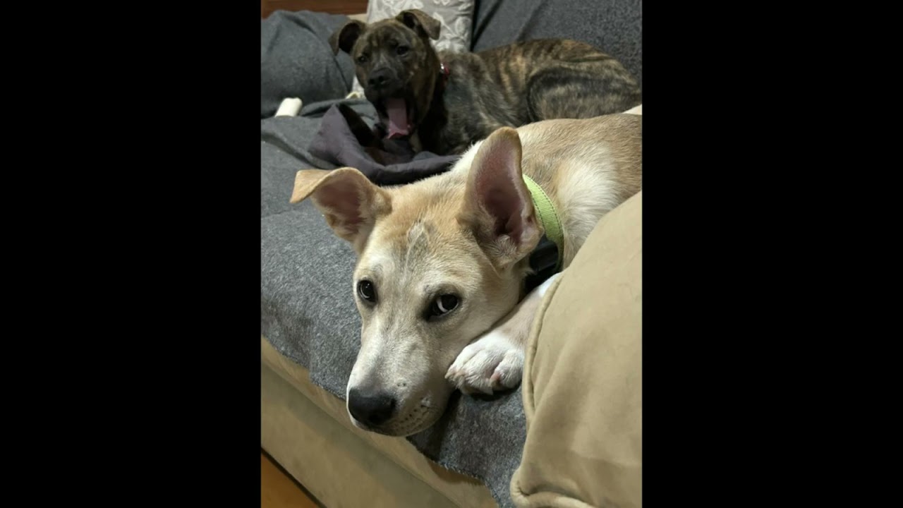 Bombay Spirits - Local pup - Great with kids and dogs, an adopted mixed breed in Andover, MA video 6/6