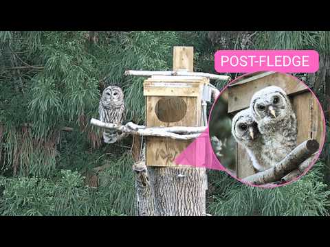 🔴 LIVE Barred Owl Nest Cam 🦉 | Post-Fledge Updates & Owl Activity | Outside View