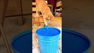 Download lagu please help this cat #funny #comedy #youtubeshorts #shorts mp3