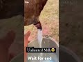 Cow Milk Shorts Vairalvideo