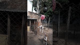 animale pitbull vs balon