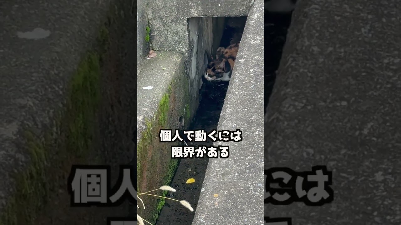 またお腹の大きな野良猫を発見してしまったのでプチパニック  ＃野良猫＃繁殖期＃猫＃TNR＃出産間近の猫＃地域猫