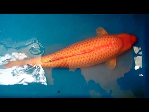 MrKoi Red Eye Karashi 62cm