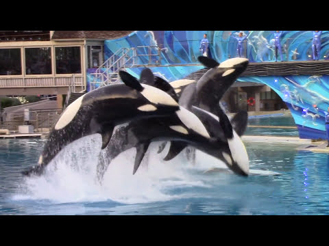 download lagu mp3 mp4 Seaworld San Diego Show Times, download lagu Seaworld San Diego Show Times gratis, unduh video klip Seaworld San Diego Show Times