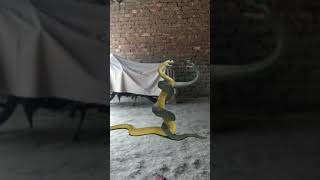 Download lagu naag Naagin video! green screen video (S.k VFX EDITZ green screen video) mp3