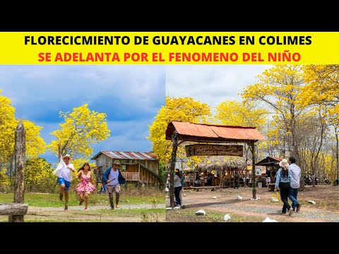 Florecimiento de Guayacanes en Colimes se adelanta por Fenómeno del Niño.